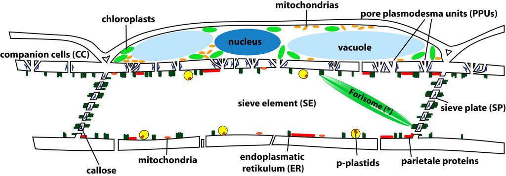 microscopic phloem parenchyma cell sieve