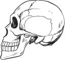 Station 3: Vergleich der Schädel und Gehirnvolumina Name: Klasse: Datum: Die Schädel von Menschenaffen und Menschen weisen zahlreiche Ähnlichkeiten auf, auch was den Schädel angeht.