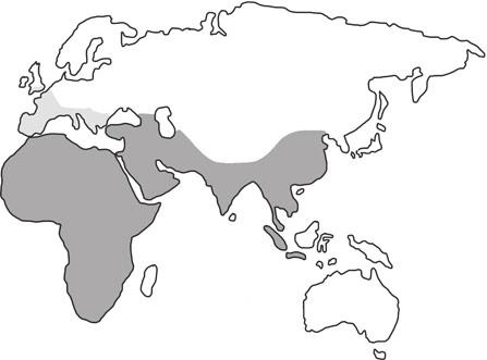 ionen Jahre) 3 Homo erectus (1,8 1,3 Millionen Jahre) 4 Homo neanderthalensis (1,7 Millionen 25 000 Jahre) Skelette von Homo erectus ( aufrechter