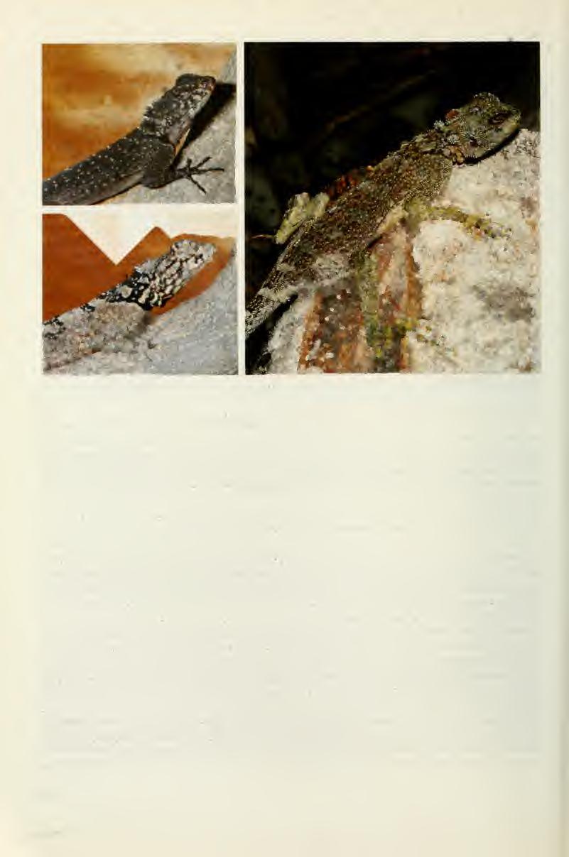 Abb. 3. Abb. 4. Abb. 5. Plica nigra, spec. nov., adultes Männchen mit typischer dorsaler Schwarzfärbung. Plica plica vom Tiefland des Guaiquinima Tepui (5 37' N, 63 34' W).