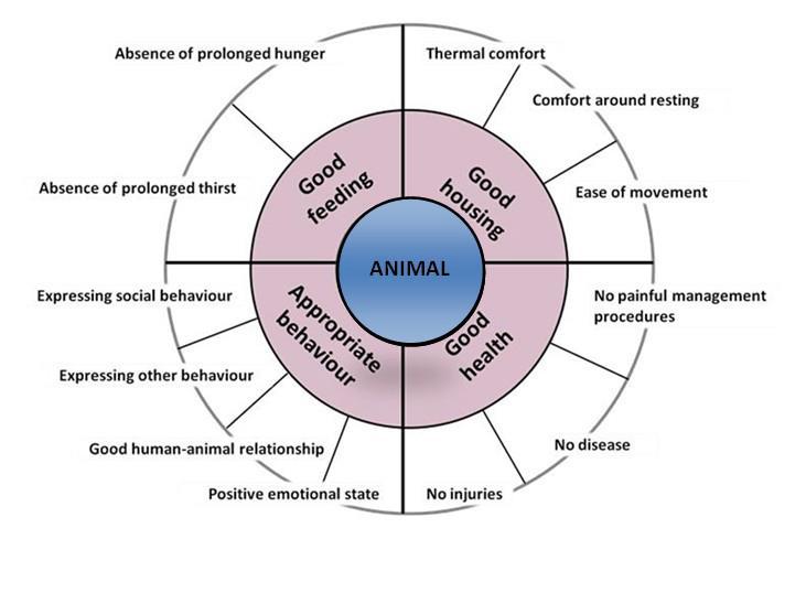 III. Vorschlag a: Erfassung von Tiergerechtheit/Nutzung v.