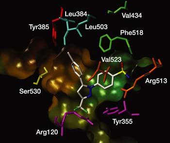 binden und so eine Blockade bewirken [PICOT et al. 1994 / LUONG et al. 1996]. Abb. 1.4 Schematische Darstellung der hydrophoben Bindungskanäle von COX-1 (links) und COX-2 (rechts) mit den gebundenen Inhibitoren Aspirin bzw.