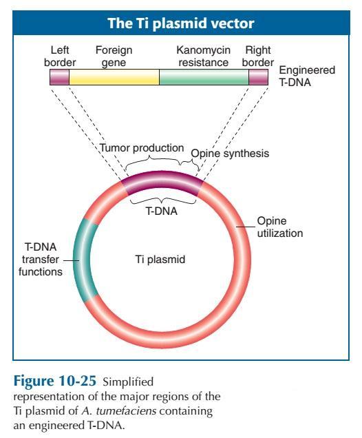 TIR1 Mutation Semidominanz Auxin Response Interaktion AXR1-TIR1 Isolation TIR1 Isolation des TIR1 Gens Plasmid aus Agrobacterium tumefaciens, wird in Pflanzengenom inseriert und tumorartiges Wachstum