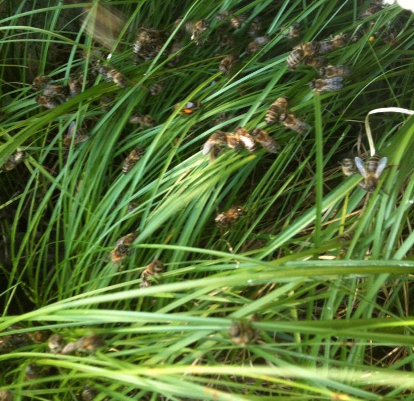 Beobachtete Symptome (2) flugunfähige, krabbelnde, tote Bienen ab Beginn des Maisanbaues, bzw.