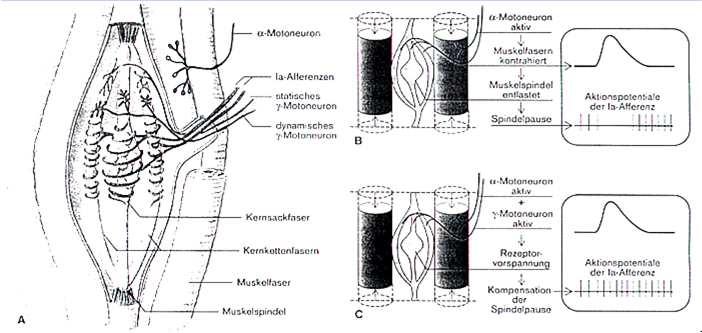 25 Innervation der Muskelspindel Empfindlichkeit der Spindelafferenz ist efferent reguliert Muskelspindeln werden von γ - Motoneuronen innerviert.