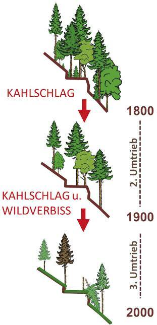 Standortdegradierung der weg nach unten ursprünglich waren unsere Gebirgswälder mischbestände, die auf den meisten Standorten von und tanne dominiert wurden.