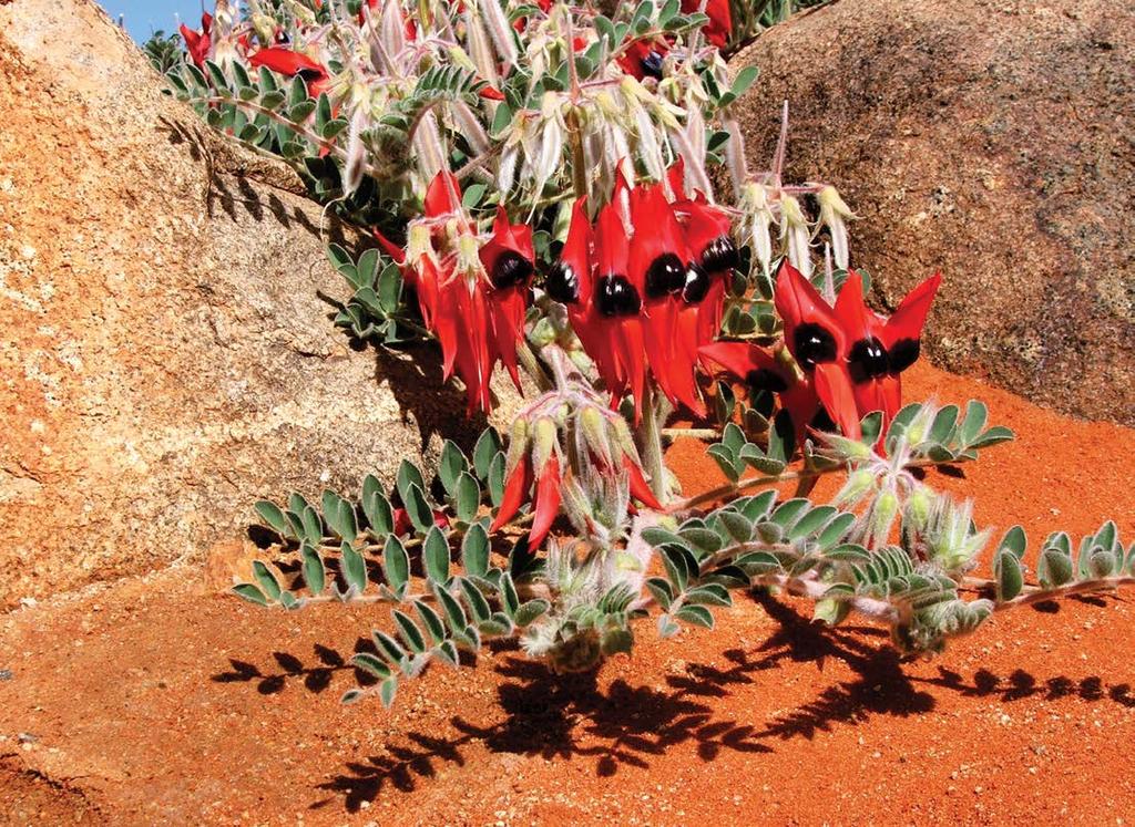 Die Samen der Wüstenerbse können nach einem Regenschauer sehr schnell keimen. Die Wüstenerbse ist eine Pflanze, die in der Wüste wächst.