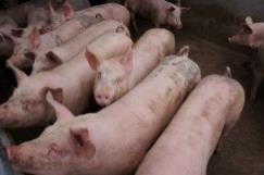 Schweinefleisch Verarbeitung und Verteilung (Labelanteil in der Berechnung: 93 %) in CHF/kg SGw Jan 16 Dez 16 Jan 17 %- VJ %- VM Einstandspreis 4.00 4.22 4.22 +5.4 +0.1 Nettoeinnahmen 10.36 5 4 +1.