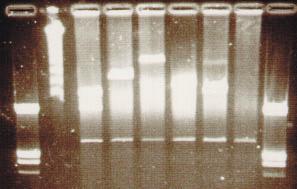 4 Ergebnisse 62 Crygb und Exon 1-2 des Cryge Gens durch PCR-Reaktion amplifiziert (4.2.1). Nur der über das Cryga Exon 3 PCR identifizierte BAC-Klon 35D9 war in diesem Test positiv. Tabelle 4.