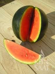 Melone Melone Sehr früh reifende Sorte mit rotem Fleisch; Schnellwachsend, rankende Melonensorte, die Früchte bleiben in unseren Lagen recht klein unvergleichlicher Melonengeschmack