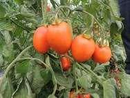 Tomate Carmen Wächst buschförmig Fruchtig-süß Gilt