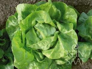 Salat Skipper Rasch wüchsiger Kopfsalat, der sich für den Frühjahrs-, Frühsommer- und Herbstanbau eignet.