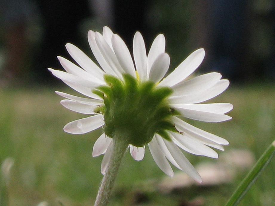 4: Bellis perennis, Blütenstand von unten, Hülle (A. JAGEL).