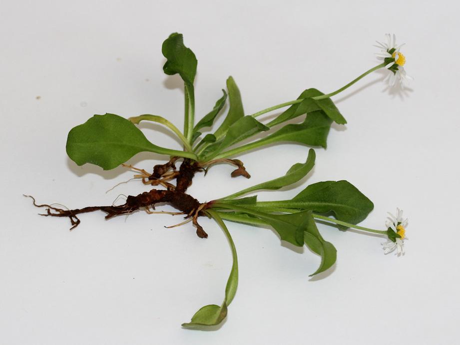 Abb. 13: Bellis perennis, Pflanze mit kurzen Ausläufern (C. BUCH).