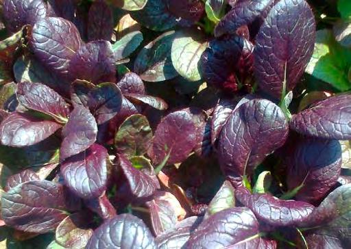 spät schossend Pak Choi Hanakan ᐁ Pak Choi Hanakan hat starke,