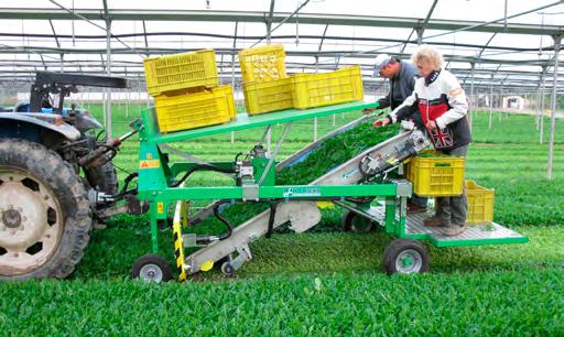 Das Abwalzen nach der Saat erleichtert das Ernten Salatsorten