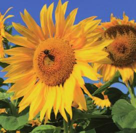 2.5 Sonnenblume/Helianthus annuus Familie: Compositae (Korbblütler) Die Sonnenblume zählt zur Familie der Korbblütengewächse (Compositae) und stammt aus den ariden Gebieten Nordamerikas. Im 16.
