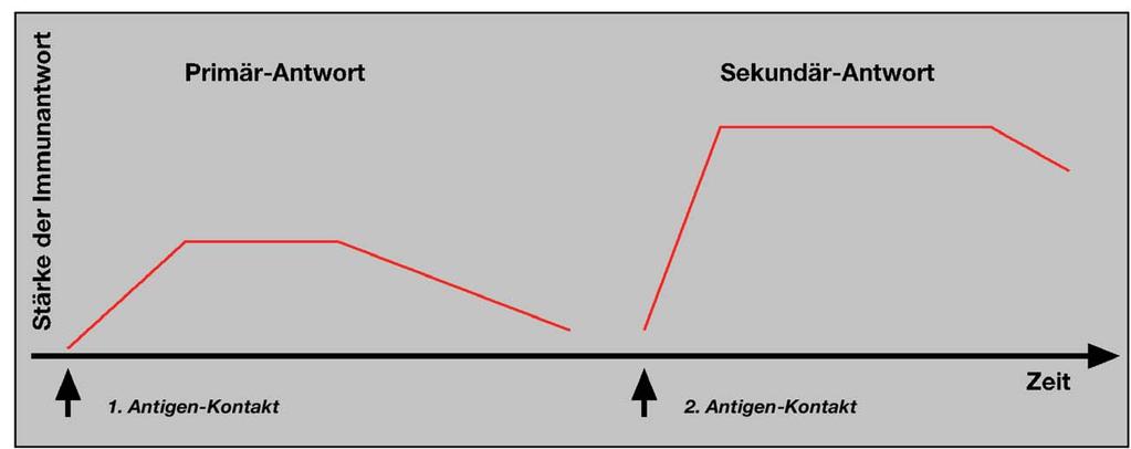 Die Ausbildung einer Immunantwort (5): - bei einem erneuten Antigen-Kontakt kommt es zur