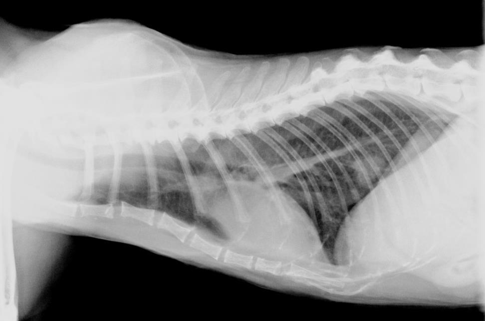 Osteo-Chondrosarkome bei der Katze treten ebenfalls häufig auf (70-80% der primären Knochentumoren), verhalten sich aber in der Regel weniger aggressiv, bilden weniger schnell Metastasen und haben