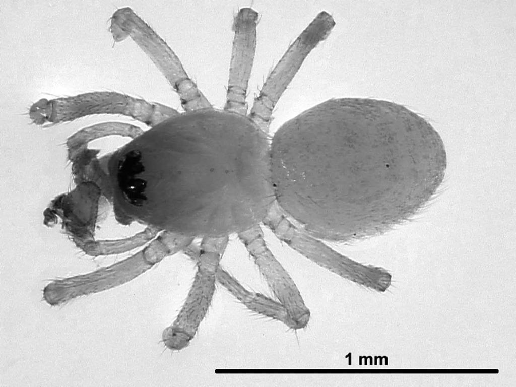 ERSTNACHWEIS VON MARO LEHTINENI IN DER SCHWEIZ Abb. 1: Habitus von M. lehtineni Saaristo, 1971 (Alp Flix). Fotografie unter Auflichtmikroskop: A. Bolzern. http://www.spider