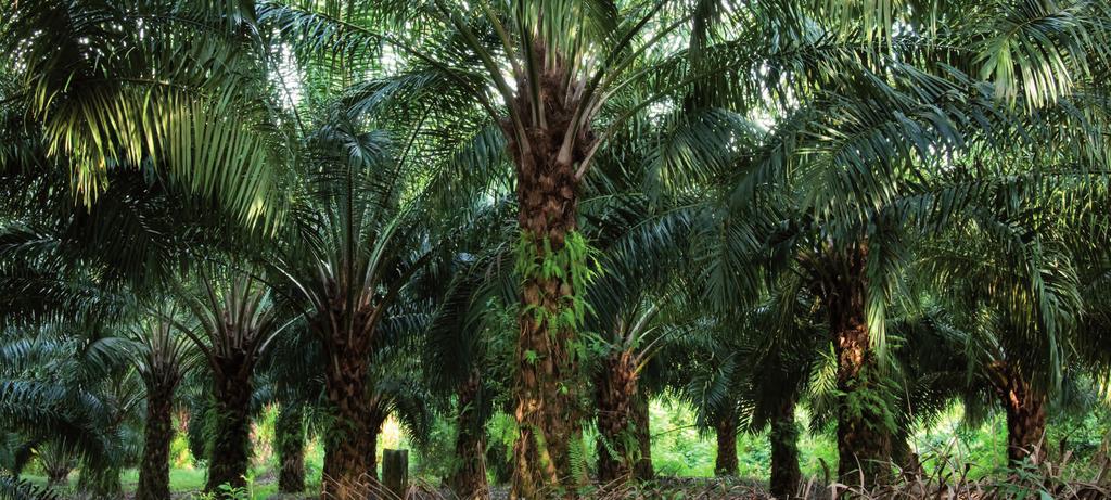 MASSIVHOLZ DIE PALME ERFÜLLT DIE MEGATRENDS UNSERER ZEIT Leicht günstig unendlich verfügbar und nachwachsend Es gibt sie noch, die verborgenen Schätze.