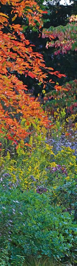 VORWORT Der Herbst ermöglicht im Garten unvergleichliche Anblicke, gewährt Einblicke und öffnet Durchblicke wie keine andere Jahreszeit.