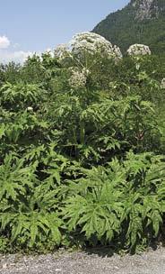 10 Riesenbärenklau Heracleum mantegazzianum Pflanze bis 4 m hohe Staude, zweijährig, Blätter