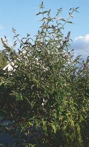 26 Sommerflieder Buddleja davidii Pflanze sommergrüner Strauch, 2 bis 4 m hoch Blätter schmal, zugespitzt, Blattunterseite graufilzig