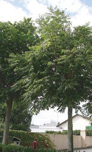 32 Götterbaum Ailanthus altissima Pflanze sommergrüner Baum, bis 30 m hoch, Rinde graubraun bis schwarzbraun längs gestreift Blätter pro Blatt 9 bis 25 schmale