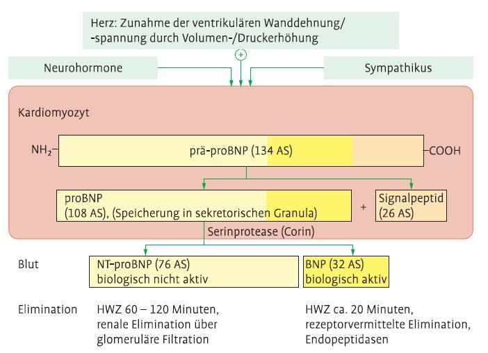 Herzinsuffizienz - BNP Renz, Praktische Labordiagnostik. S.