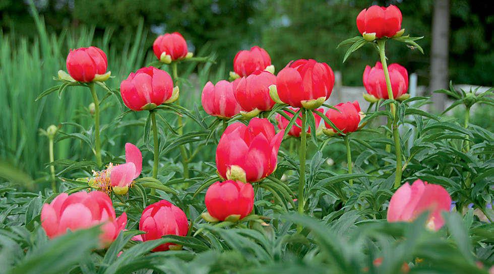 16 Mit Gartenblumen gestalten Staude ist nicht gleich Staude Weil Lebensrhythmus, Struktur und Beständigkeit von Stauden einen wesentlichen Einfluss auf die Positionierung und Pflege der Pflanzen in