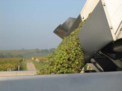 schmacksanteilen. Die Gärtemperatur spielt bei der Weinqualität auch eine große Rolle. Hier kommen spezielle Kühlplatten in den Tanks zum Einsatz, damit die Weine fruchtiger und aromatischer werden.