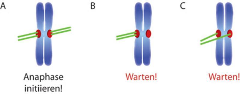 Die Chrom osom en sind über Kinetochore (rot) an die Mikrotubuli der Spindel (grün) angeheftet.