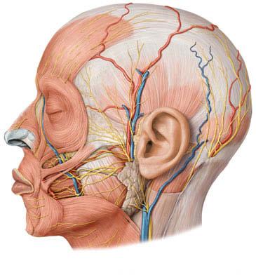 (Prometheus LernAtlas. Thieme, 3. Aufl.) a Oberflächliche Leitungsbahnen des Kopfes in der Ansicht von ventral b und links lateral.