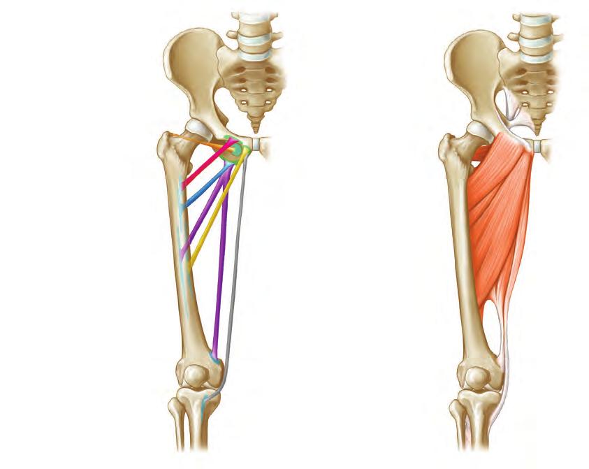 9.3 Hüftgelenk (Art. coxae) 9 9.3.4.5 Adduktoren Die Adduktoren liegen an der Innenseite des Oberschenkels zwischen Flexoren und Extensoren. Es sind mit Ausnahme des M. gracilis eingelenkige Muskeln.