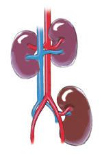 Die Dialyse Die Transplantation (TX): Eine Niere kann von einem lebenden Blutsverwandten, wie einem Eltern- oder Geschwisterteil, als auch von einem lebenden Nichtverwandten, wie dem Ehepartner oder