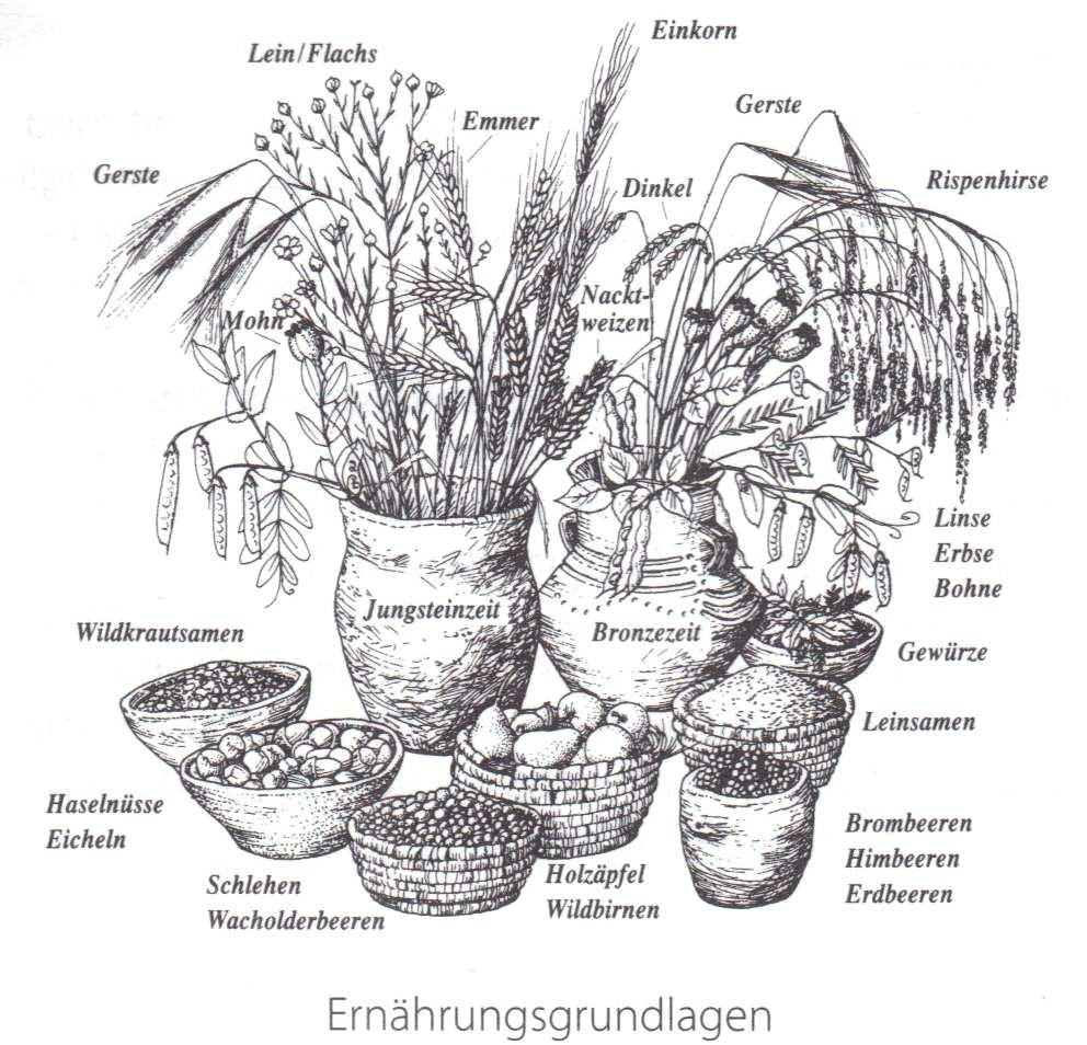 Die Landwirtschaft der Mondseekultur Aus Funden weiß man, dass Gerste und Weizen angebaut wurden.