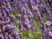 Steckbrief: Lavendel erkennt man an den violetten Blütenähren, den langen Stielen und dem typischen feinen Duft. Passt zu: Fisch, Geflügel und Saucen.