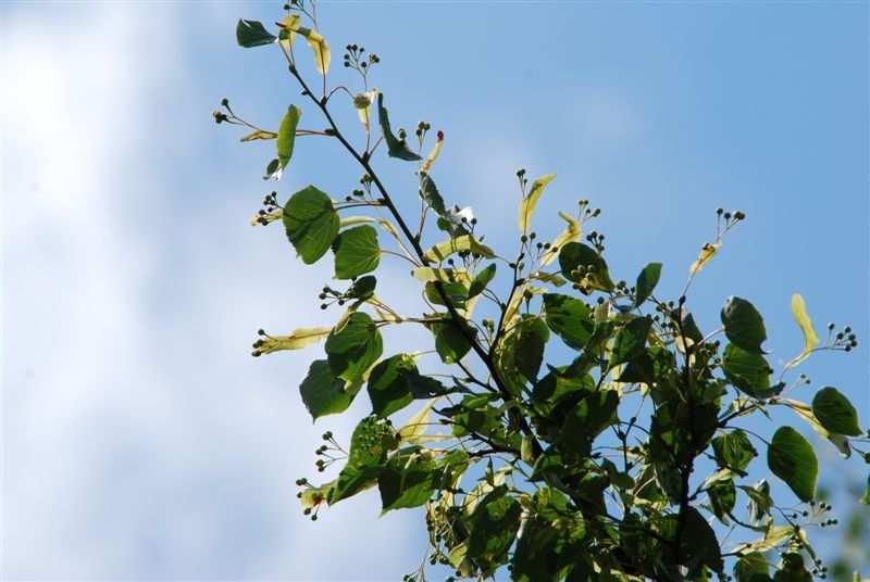 Durch Schneiteln entstandene Kopfeschen sind ähnlich wie Kopfweiden ökologisch besonders wertvoll, weil sie in ihren knorrigen Stämmen, in Totholz, Ritzen und Höhlen verschiedene Tiere, Pilze,