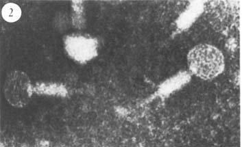 Gin und der Bakteriophage Mu Gin und der Bakteriophage Mu Bakteriophagen sind Viren, welche Bakterien befallen und diese verändern.