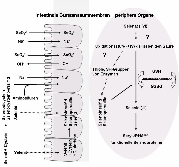 Literaturübersicht 7 Abbildung 1: Intestinale Absorption und Intermediärmetabolismus verschiedener Selenverbindungen Selenoaminosäuren, wie Selenomethionin, Selenocystein und Selenocystin bilden die