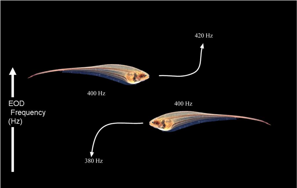 Elektroneurographie? Weakly electric fish... Bild: Carl D.