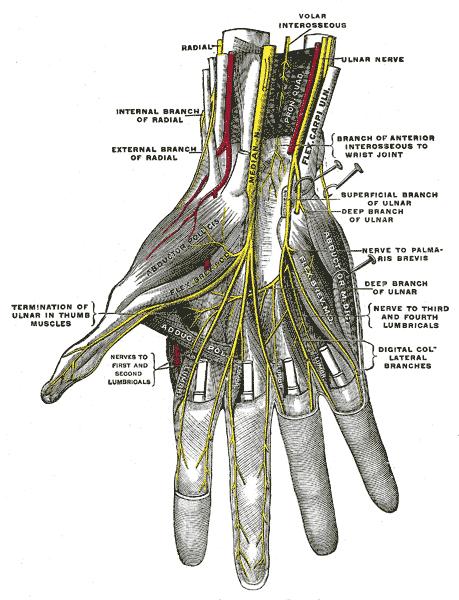 Kompressionssyndrome - Karpaltunnelsyndrom Elektrophysiologische Kriterien: Differenz der sensiblen NLG des N.