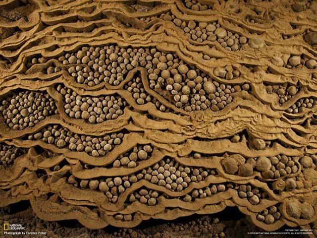 Seltene Höhlenperlen füllen ausgetrocknete Terrassenbecken aus Eine ungewöhnlich große Sammlung von Steinkugeln, die Tropfen für Tropfen durch
