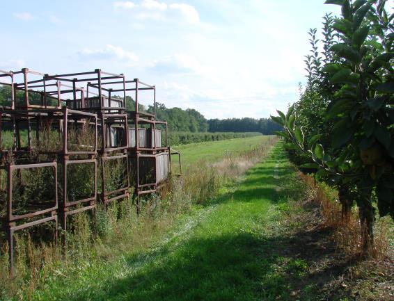 II Aktivitäten im Obstanbaugebiet Markendorf in 2016 Foto 8/9 (Johannes Giebermann, Oktober 2015) links: Freifläche fürneupflanzung einer Hecke mit heimischen Gehölzen bei Hohenwalde; rechts: