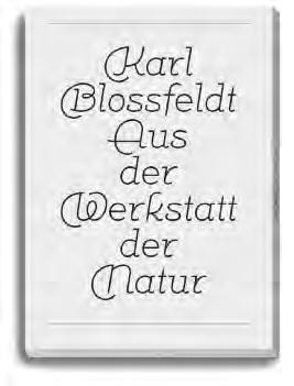 Karl Blossfeldt: Aus der Werkstatt der Natur Ein unveröffentlichter Text des Künstlers und das Echo des Werks in der Kunst der Gegenwart.