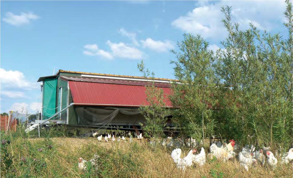 Alternative KUP-Systeme - Hühnerhaltung und