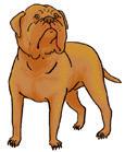 Berner Sennenhund Cão