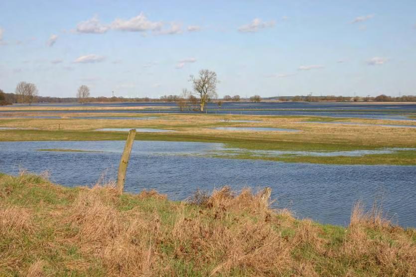 Foto 65: Ringfurther Elbwiesen bei Hochwasser im März