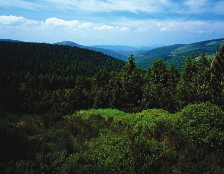 Thüringer Wald ZIELE 281 Bergwiesen, vor allem aber Fichten, prägen den Thüringer Wald. das Bächlein Ruhl, das somit zum Grenzfluss wurde. Berühmt ist die Sage»Der Schmied von Ruhla«, der im 12. Jh.